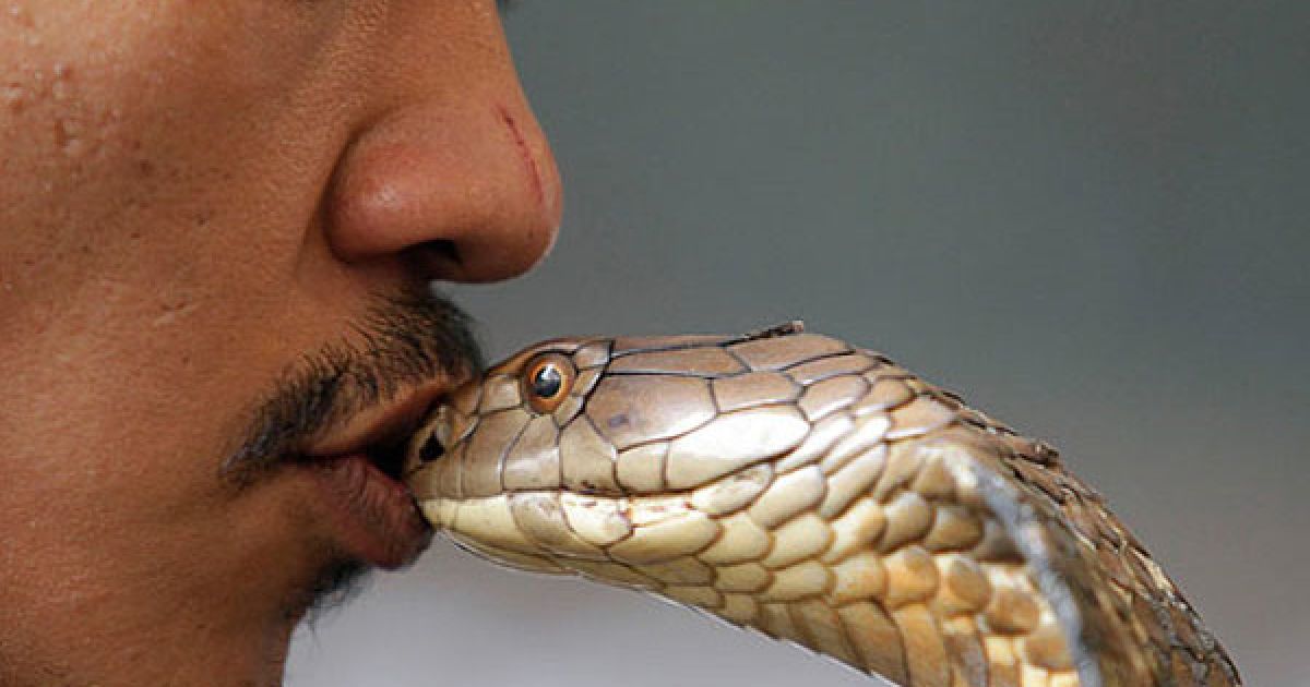 Малайзія, Куала-Лумпур. Заклинатель змій Файзаль Ахмад цілує королівську кобру під час шоу змій у Національному музеї в Куала-Лумпурі. / © The Telegraph