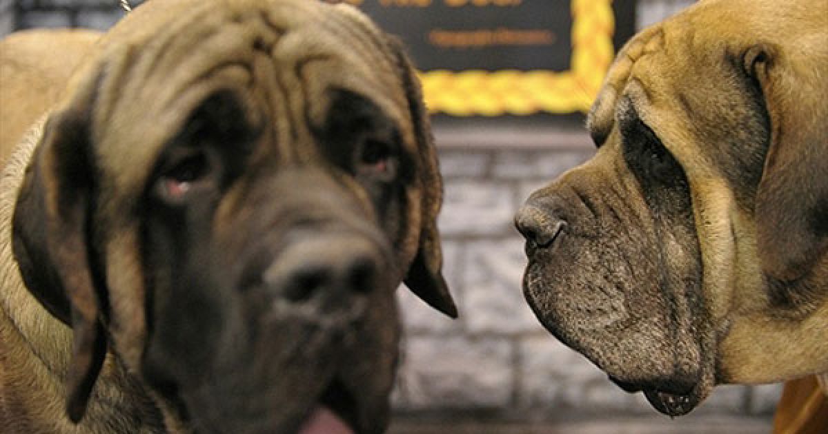 Мастіфи Спок і Капітан Кірк / © AFP