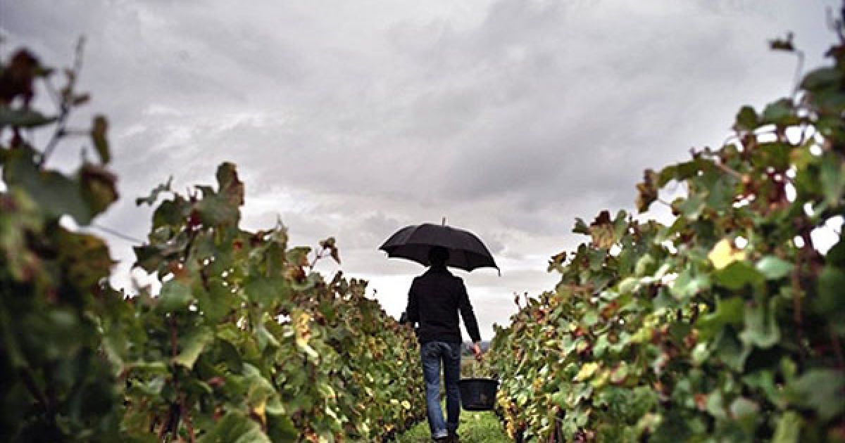 Франція, Вольне. Чоловік працює на зборі винограду на виноградниках Реджіс Россіньоль і Шангарньє в Бургундії. / © AFP