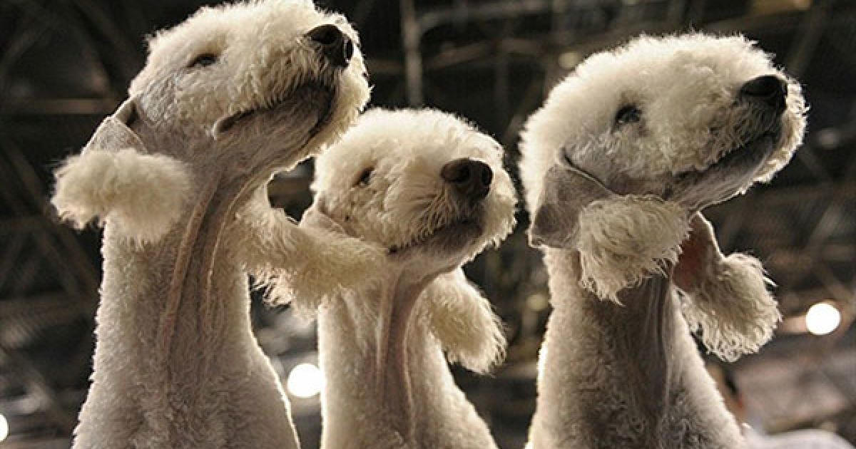 США, Нью-Йорк. Бедлінгтонські тер&rsquo;єри Плеєр, Дайс і Нора під час участі у щорічній виставці кішок і собак "Познайомтесь з породами", яка відбулась у виставковому центрі Джейкоба К. Явітса у Нью-Йорку. На виставці цього року були представлені 160 порід собак і 41 порода кішок. / © AFP