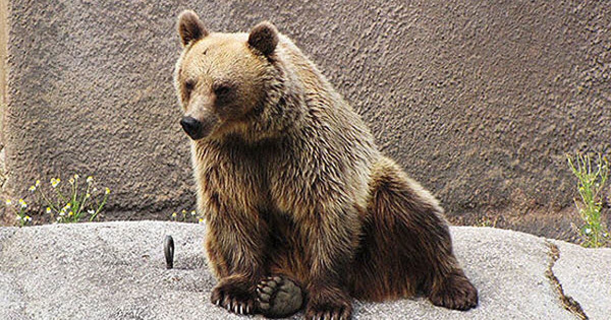 Бура ведмедиця Сантра стала відомою на весь світ, оскільки вона щоранку здійснює певні рухи, схожі на вправи йоги. / © guardian.co.uk