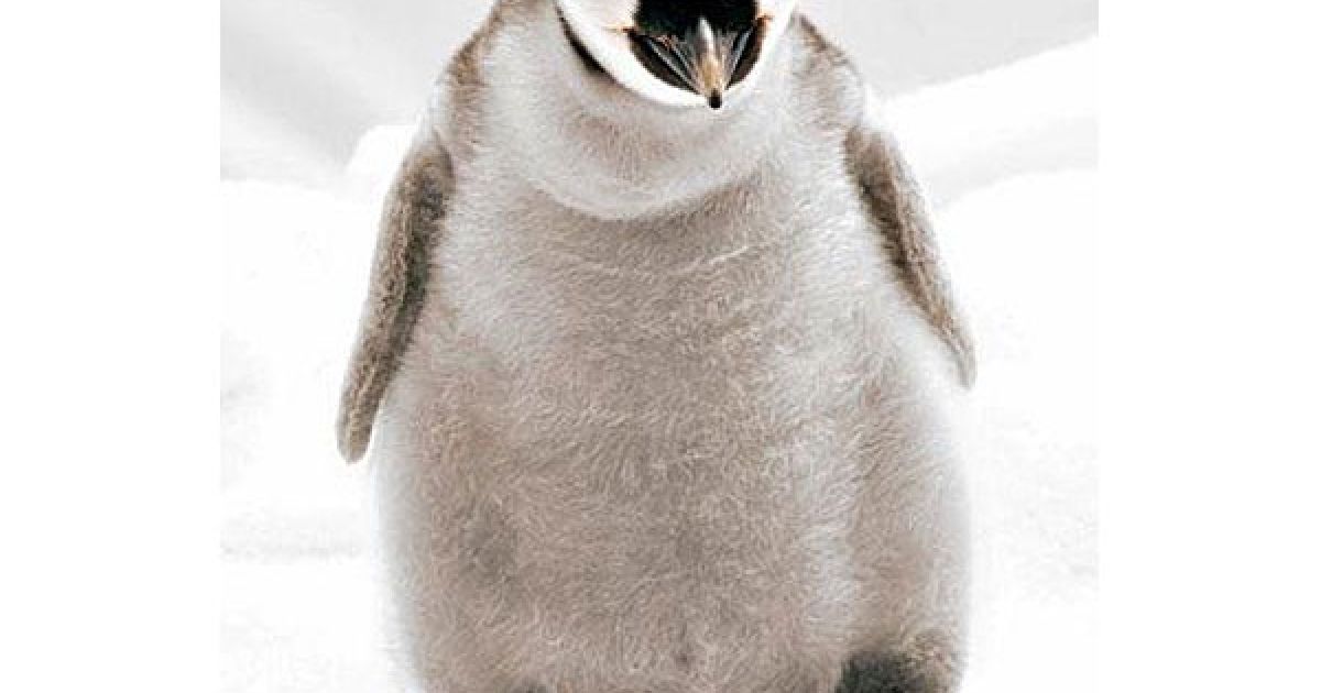 США, Сан-Дієго. Імператорський пінгвін, який нещодавно вилупився з яйця у зоопарку Сан-Дієго. Пінгвін важить усього 900 г, його зріст &mdash; 17,7 см. Це вже двадцять перше успішне народження пташенят імператорського пінгвіна у зоопарку Сан-Дієго &mdash; єдиному місці в Північній Америці, де успішно виводять цей вид пінгвінів. / © bigpicture.ru