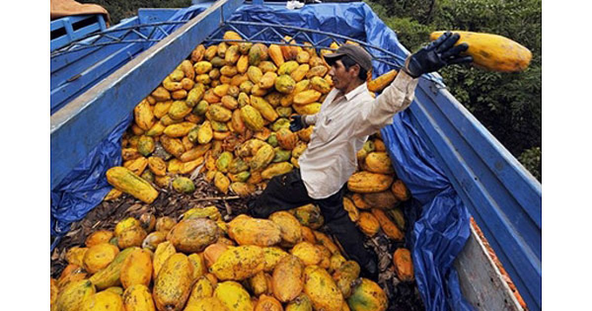 Болівія, Санта-Барбара. Працівник скидає гнилу папайю з вантажівки, яка виявилася заблокованою у лісі поблизу Юнгаса. Акцію протесту із блокуванням дороги влаштували виробники коки з Юнгаса. Вони тримають блокаду після того, як переговори з урядом президента Ево Моралеса щодо кількості коки, яку роздрібні торговці мають право продавати, не склалися. / © AFP