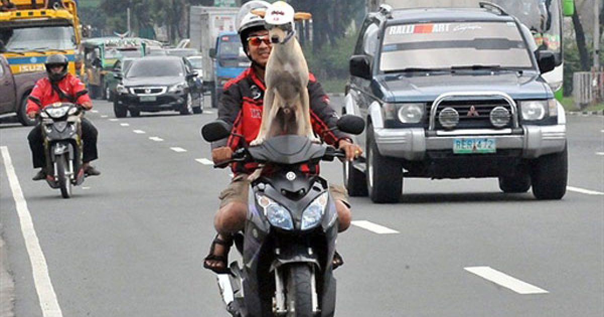 Філіппіни, Маніла. Водій Гілберт їде на мотоциклі зі своїм собакою Богі. / © AFP