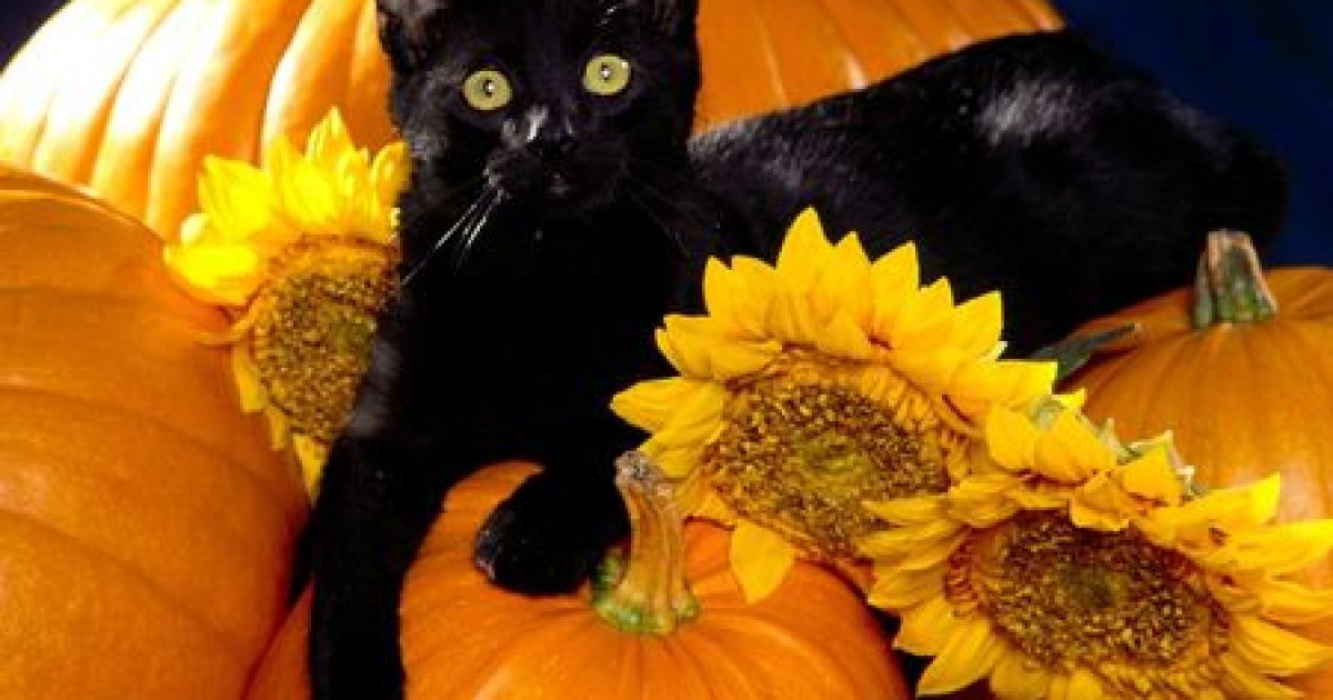 Чорні коти стають дефіцитом