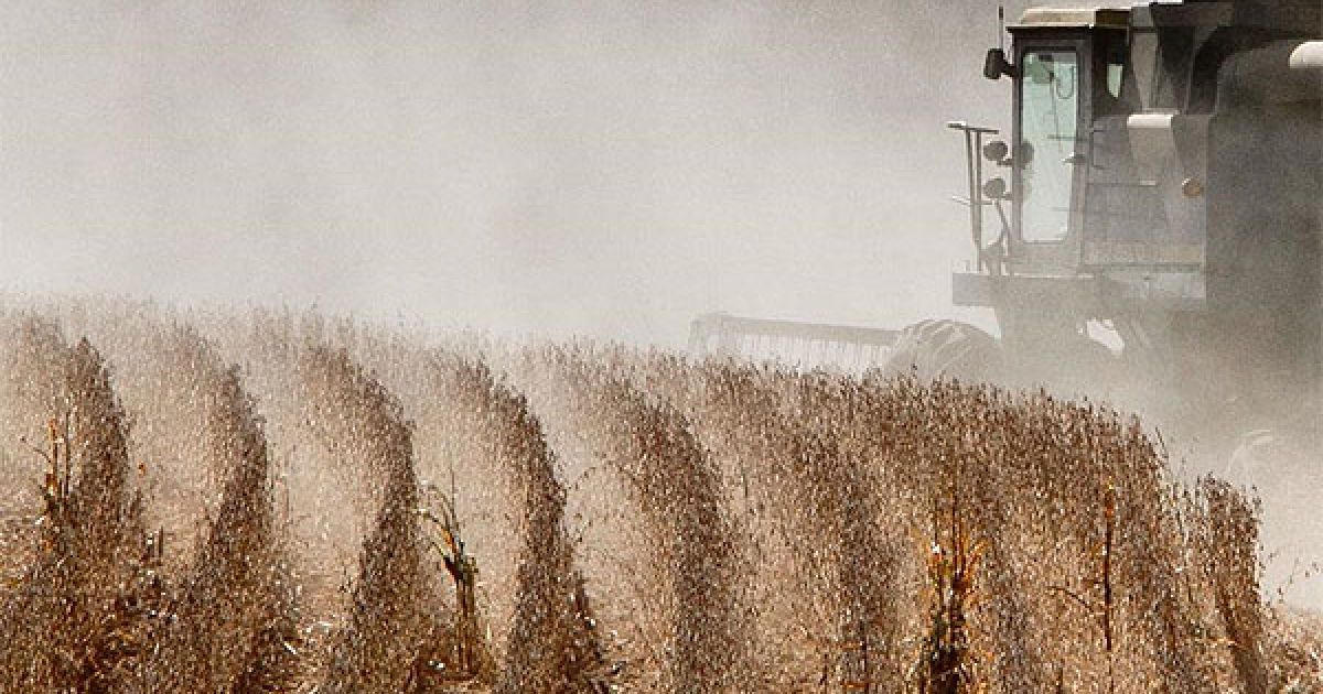 США, штат Небраска. Збір соєвих бобів неподалік від міста Уолтон, штат Небраска. Відсутність дощів минулого тижня змусила фермерів Небраски зібрати врожай раніше звичайного. / © bigpicture.ru