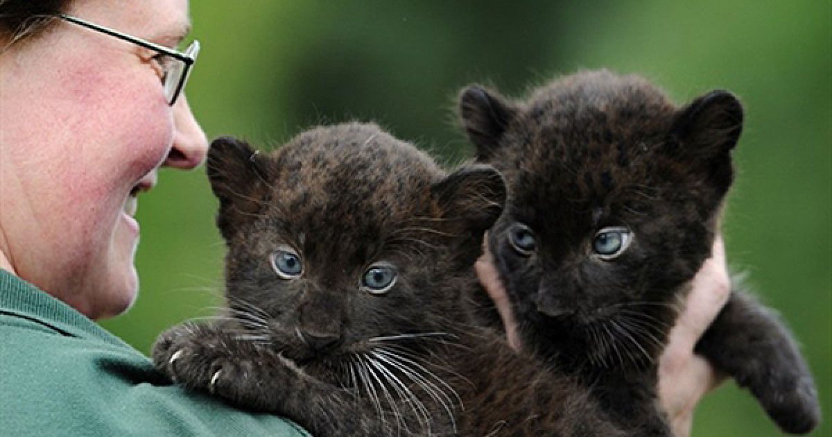 Відвідувачам Берлінського зоопарку вперше показали дитинчат чорної пантери Батургая та Ормілію, які народилися 2 липня. / © AFP