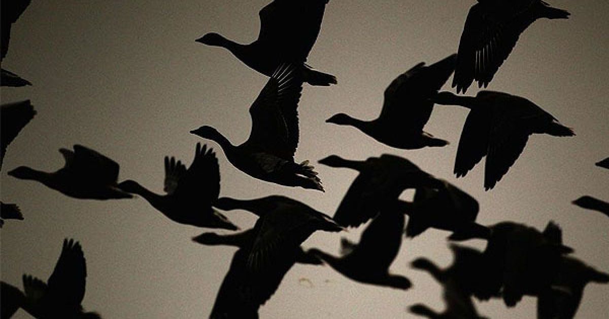 Великобританія, Шотландія. Короткодзьобі гуменники злітають з озера Монроуз у Шотландії. Працівники шотландського товариства захисту дикої природи зареєстрували понад 65 000 гусей, які прилетіли зимувати до цього заповідника. / © bigpicture.ru