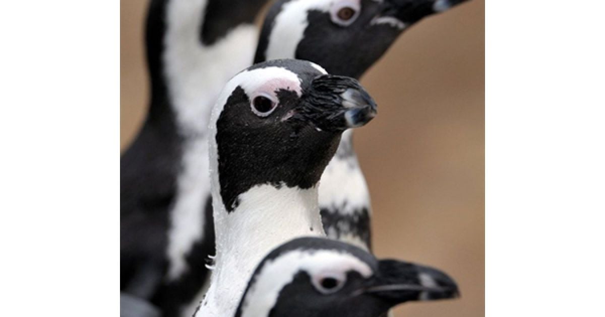 Пінгвіни гуляють у своєму вольєрі у зоопарку Ганновера. / © AFP