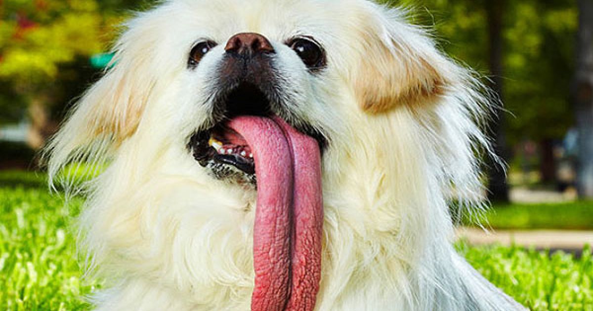 Пекінес Паггі є власником найдовшого у світі язика серед собак. Довжина язика Паггі становить 11,43 см.