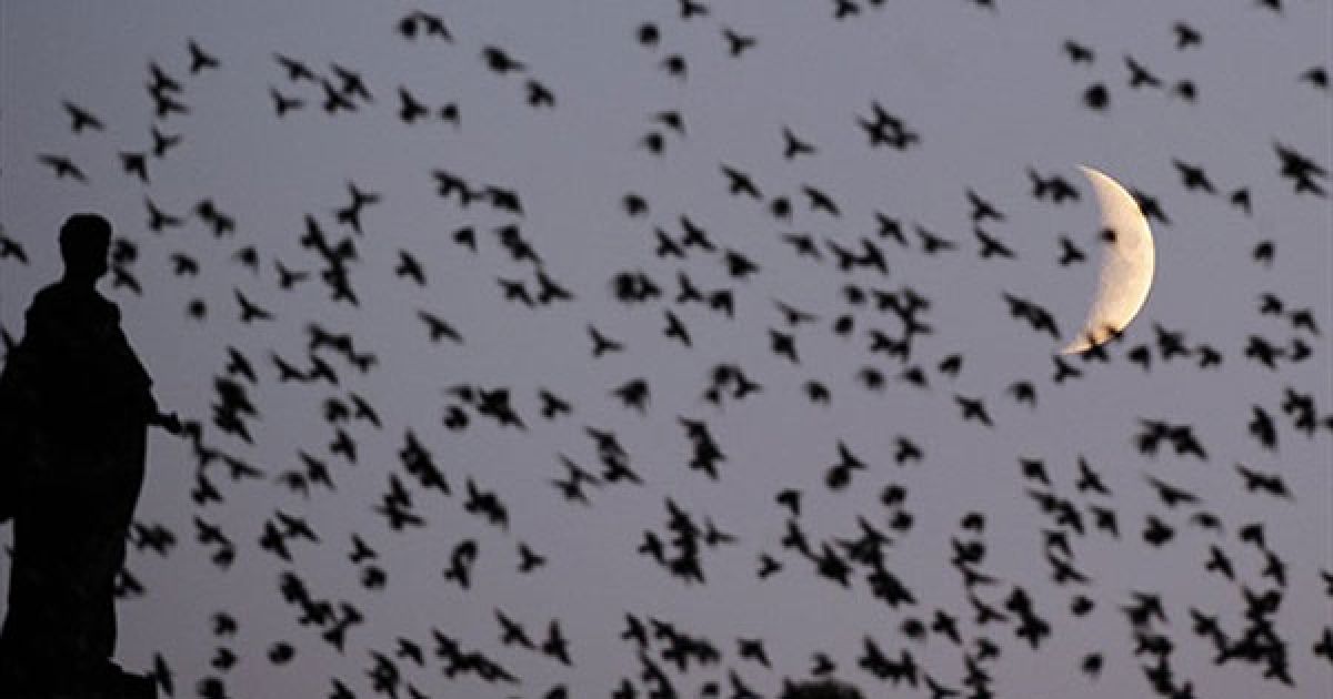 Німеччина, Берлін. Зграя птахів летить на тлі місяця поруч зі статуєю на куполі Берлінського собору. / © AFP