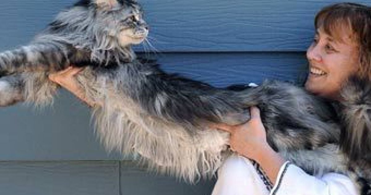 123-сантиметровий кіт потрапив до Книги рекордів Гіннесса