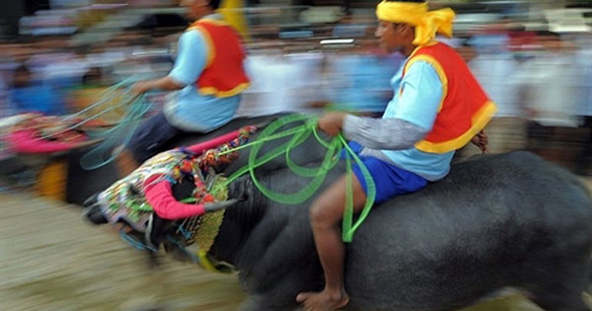 Камбоджа, Віхеар Соар. Камбоджійці їдуть верхи на буйволах під час святкування &ldquo;фестивалю смерті&rdquo; Пхум Бен у селі Віхеар Соар. Тисячі камбоджійців зібрались у невеликому селищі на північному сході країни, щоб подивитись на щорічні перегони на буйволах, що знаменують закінчення 15-денного &ldquo;свята мертвих&rdquo;. / © AFP