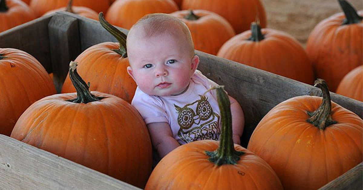 США, штат Каліфорнія. Дівчинка сидить у ящику з гарбузами під час фестивалю збору гарбузів напередодні свята Гелловін у місті Вудленд Хіллс, штат Каліфорнія. / © AFP