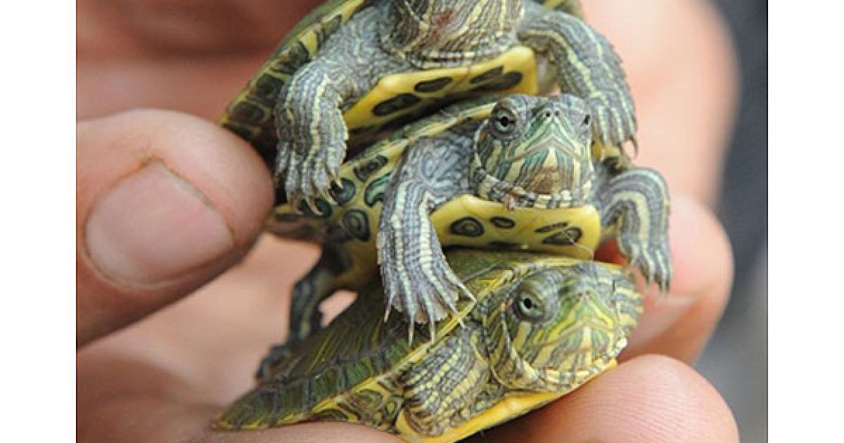 Індія, Ахмедабад. Індійський торговець тримає в руці трьох дитинчат червоновухої черепахи у Ахмедабаді. / © AFP