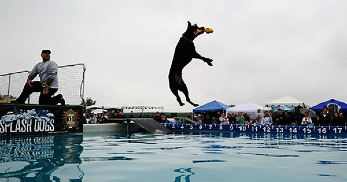 США, Ірвін, штат Каліфорнія. Чорний лабрадор на прізвисько Дизель стрибнув на відстань майже 5 метрів під час змагань зі стрибків серед собак "Dog Splash", які відбулись у Великому парку Оранж Каунті в місті Ірвін, штат Каліфорнія. На змаганнях були проведені конкурси на найкращий трюк серед тварин, найкращий костюм, а також влаштовано масове весілля для собак. / © AFP