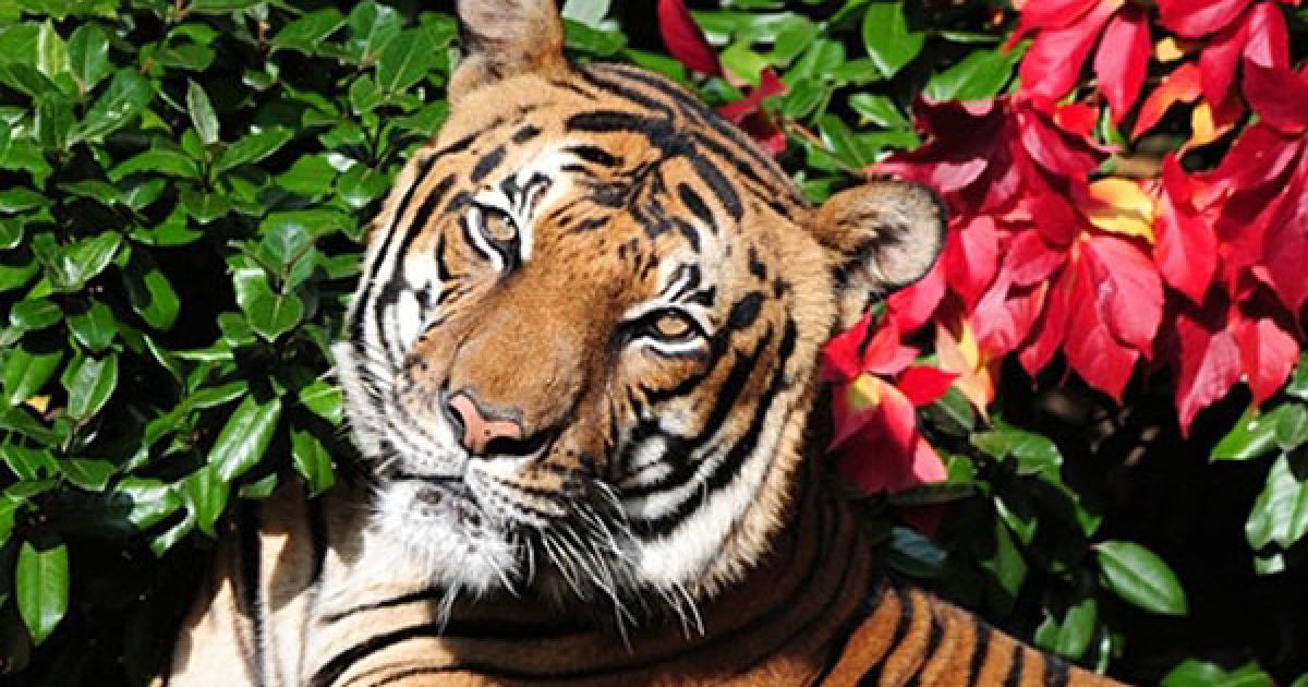 Німеччина, Берлін. Тигр гріється на сонці у зоопарку Тіргартен у Берліні. / © AFP