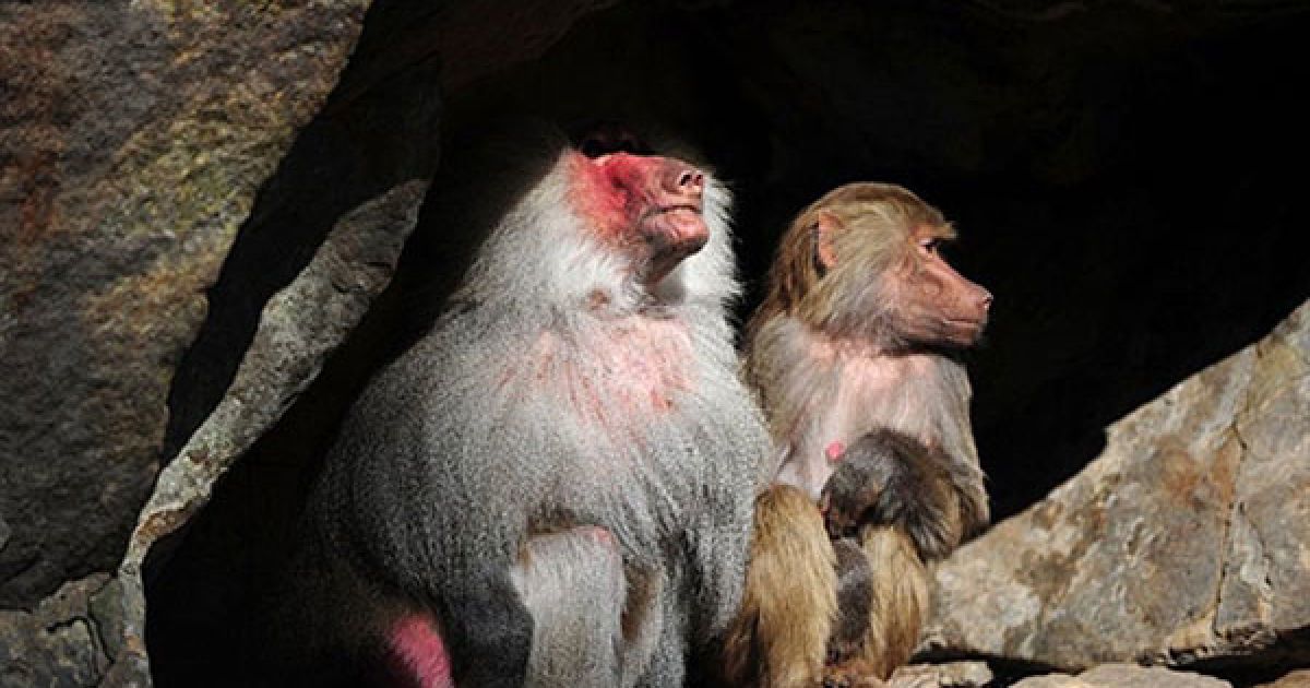 Німеччина, Берлін. Пара бабуїнів сидить на скелі і насолоджується сонцем у своєму вольєрі в зоопарку Тіргартен у Берліні. / © AFP