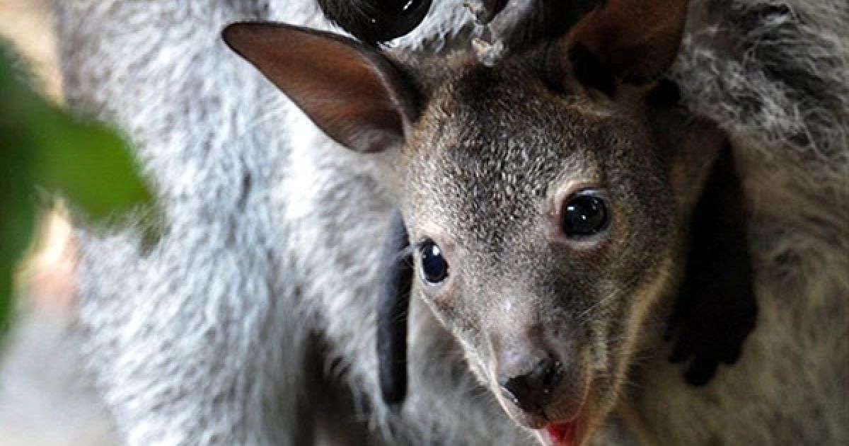 Німеччина, Ганновер. Маленький рудо-сірий валлабі (Macropus rufogriseus) виглядає з сумки своєї матері Берти у зоопарку міста Ганновер, центральна Німеччина. У дикій природі валлабі зустрічаються у Східній Австралії і Тасманії. / © AFP