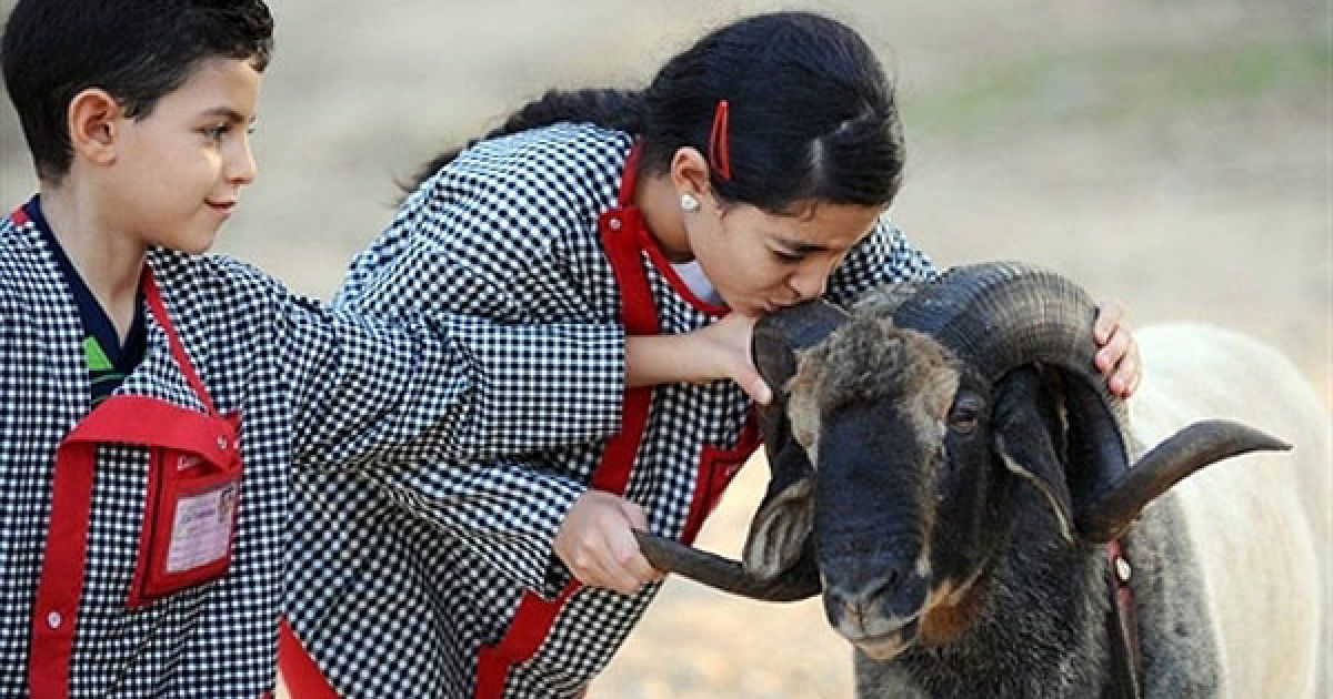Туніс, Аріана. Дівчина цілує бійцівського барана. Щороку, за двадцять днів до свята жертвопринесення Ейд-аль-Ідха, діти влаштовують імпровізовані бої баранів. / © AFP