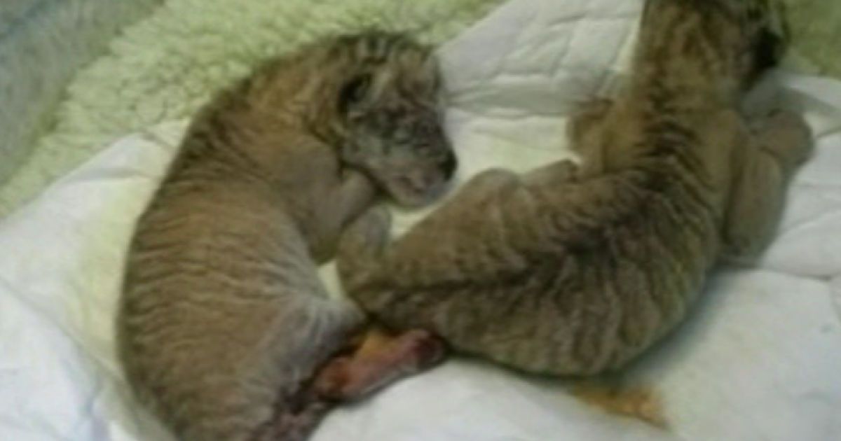 У тайванському зоопарку тигриця народила трьох дитинчат від лева