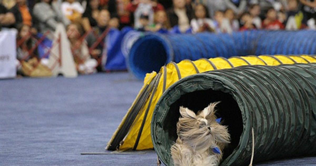 У Нью-Йорку відбулась виставка "Meet the Breeds" ("Познайомтесь з породами"), на якій було представлено більше 200 порід кішок і собак. / © AFP