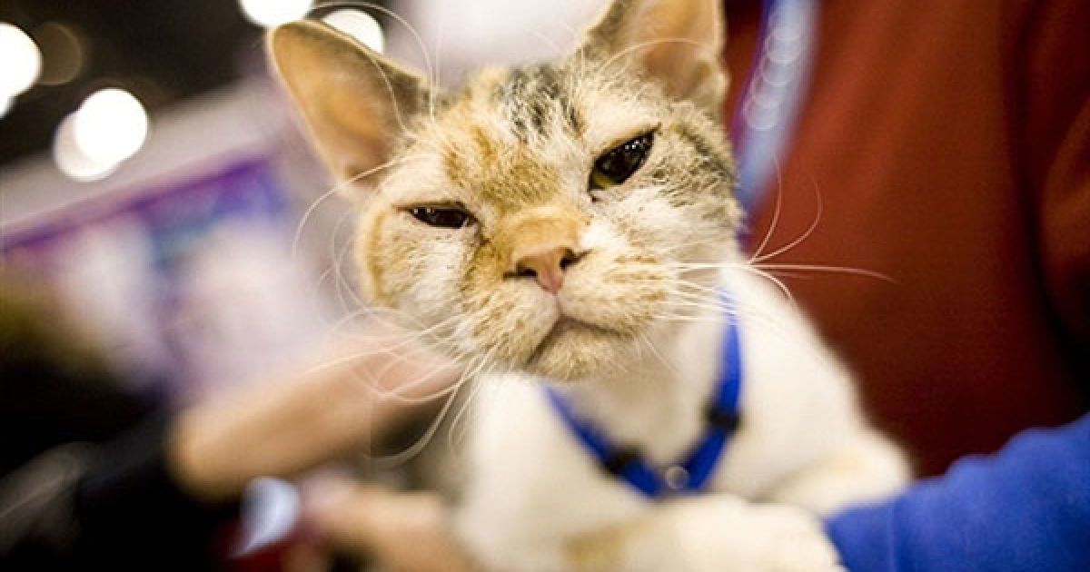 У Нью-Йорку відбулась виставка "Meet the Breeds" ("Познайомтесь з породами"), на якій було представлено більше 200 порід кішок і собак. / © AFP