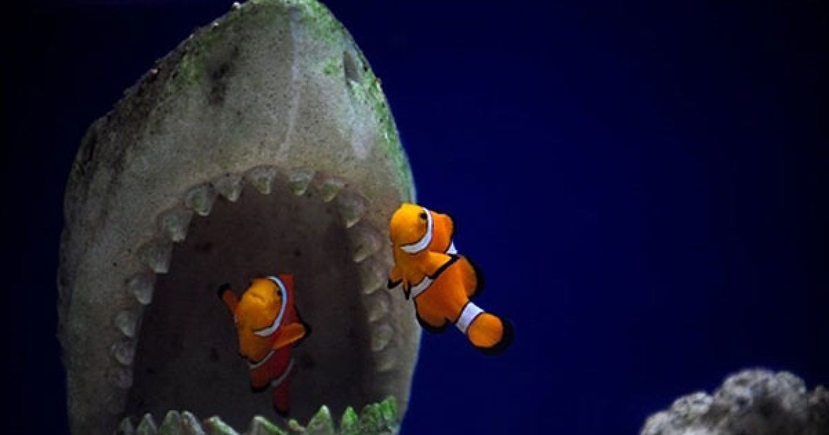 Венесуела, Каракас. Риби-клоуни (Aphiprion oellaris) у магазині домашніх тварин в Каракасі. / © AFP