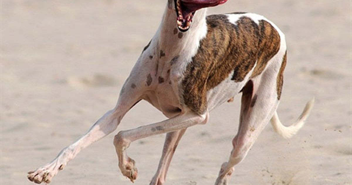 Китай, Гонконг. Гончак "Деш" біжить пляжем у Гонконзі. Гончаки можуть розвивати швидкість до майже 60 кілометрів на годину. / © AFP