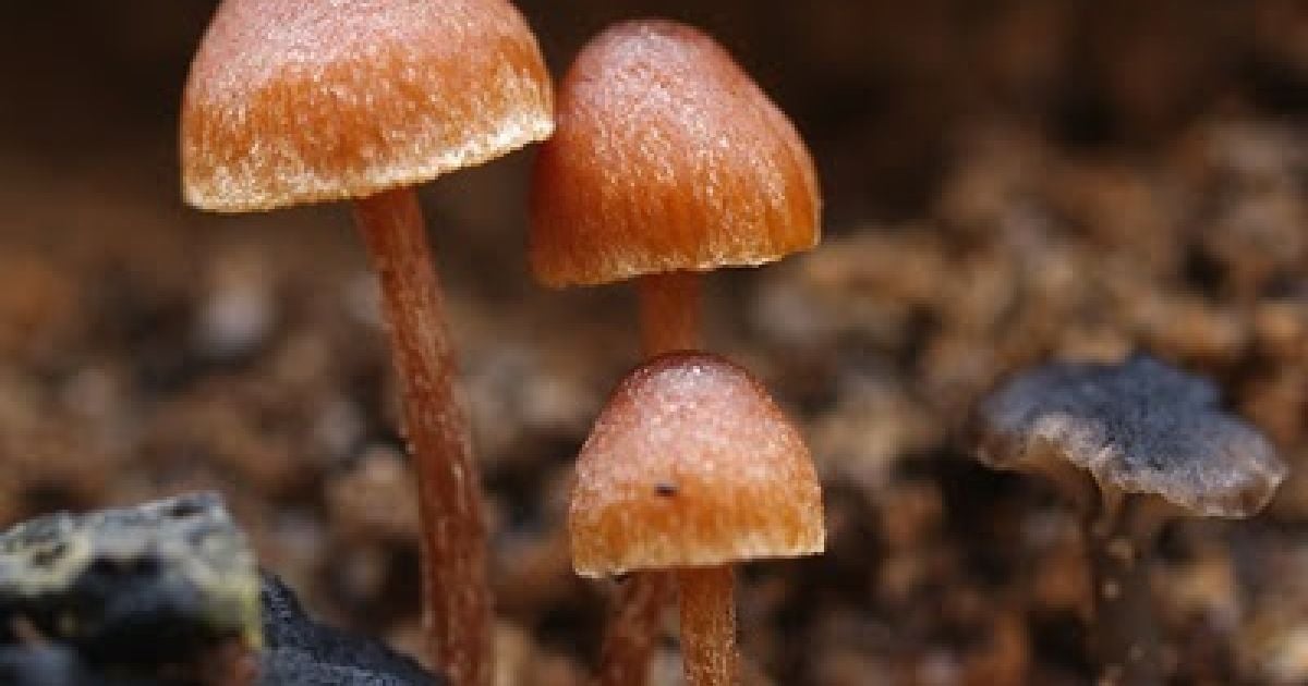 Податки вводяться навіть на лісові прогулянки та заготівлю сіна.