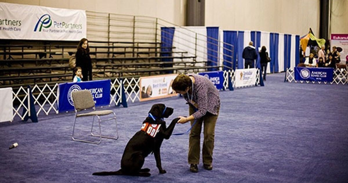 У Нью-Йорку відбулась виставка "Meet the Breeds" ("Познайомтесь з породами"), на якій було представлено більше 200 порід кішок і собак. / © AFP