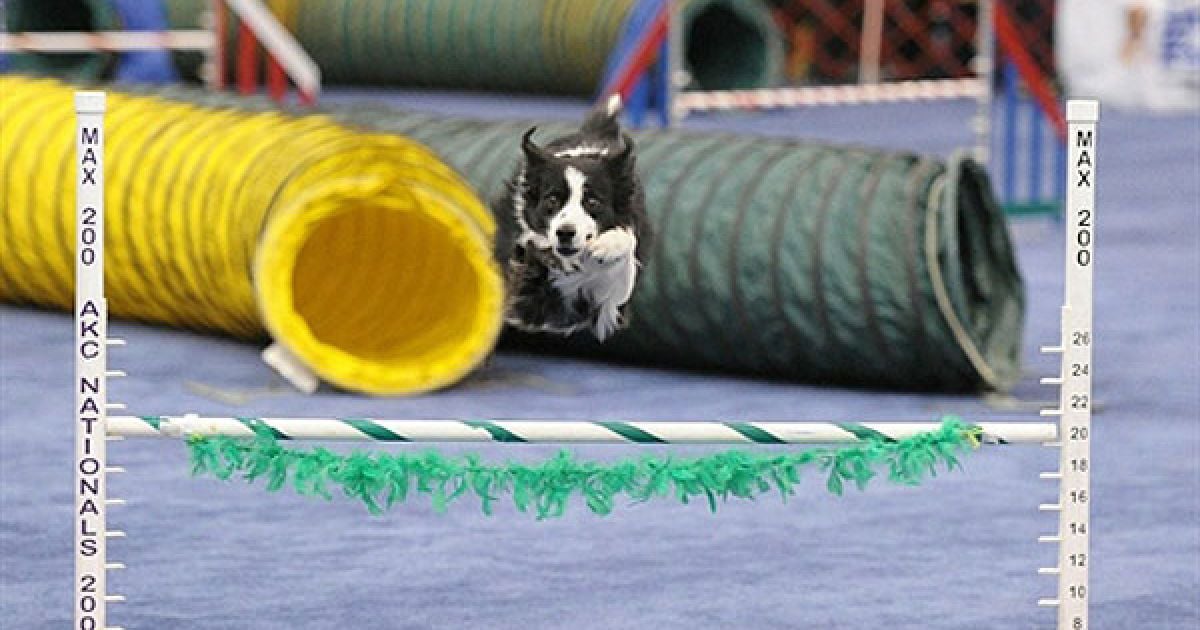 У Нью-Йорку відбулась виставка "Meet the Breeds" ("Познайомтесь з породами"), на якій було представлено більше 200 порід кішок і собак. / © AFP