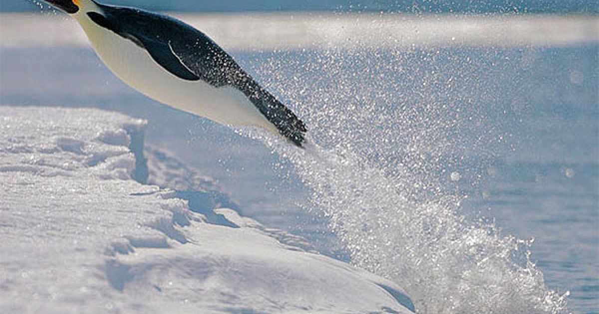 Імператорський пінгвін вистрибує з води / © The Telegraph