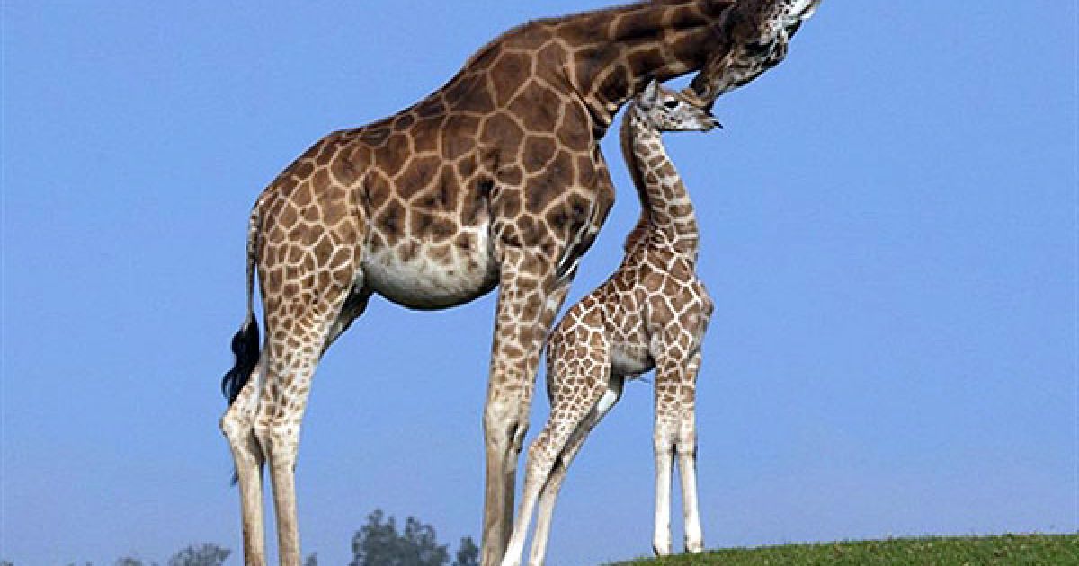 США, Сан-Дієго. Мале жирафеня на прізвисько Махалео, якому тільки виповнився один місяць, разом зі своєю матір'ю Шані показався публіці у сафарі-парку Сан-Дієго, штат Каліфорнія. Махалео став 115-м жирафом, який народився у зоопарку Сан-Дієго. / © AFP