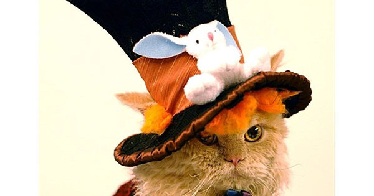 США, Нью-Йорк. Кіт позує для преси під час презентації заходу "Познайомтеся з породистими", який організовує Американський клуб собаківництва і Асоціація любителів кішок. На виставці, яка пройде 16-17 жовтня будуть представлені 160 порід собак і 41 порода кішок. / © AFP