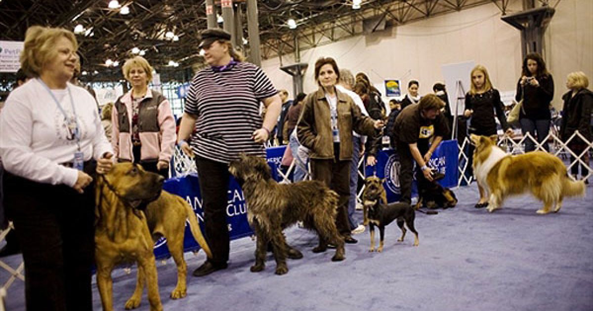 У Нью-Йорку відбулась виставка "Meet the Breeds" ("Познайомтесь з породами"), на якій було представлено більше 200 порід кішок і собак. / © AFP