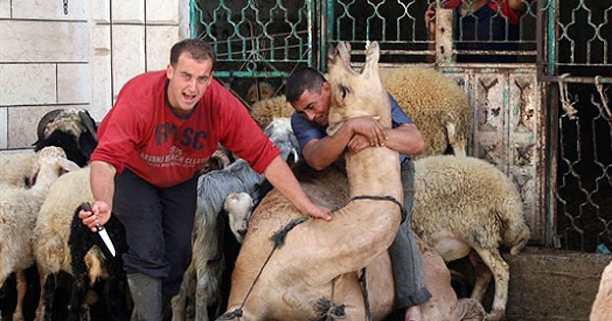 Хеврон. Палестинський м'ясник Абу Знейд готується зарізати верблюда напередодні святкування мусульманського свята Ід аль-Фітр, яке знаменує закінчення священного місяця Рамадан, Західний беріг, село Дора.