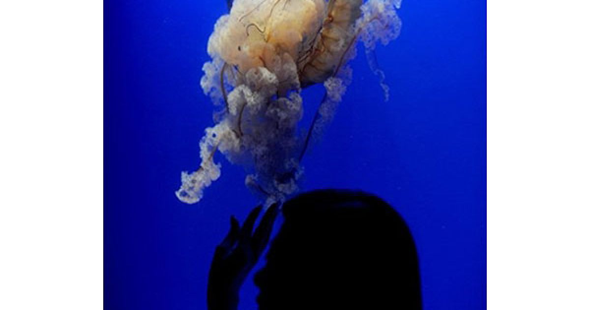 Китай. Жінка дивиться на тихоокеанську медузу у морському аквапарку в Гонконгу / © AFP