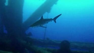 В Мексиканском заливе появилась "мертвая зона"