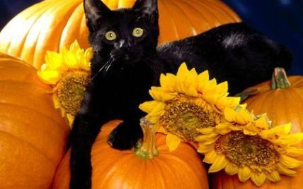 У США ховають чорних кішок: у Halloween на них полюють сатаністи