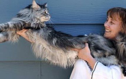 123-сантиметровий кіт потрапив до Книги рекордів Гіннесса