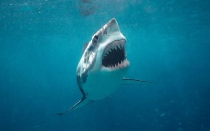 Історія про п'яного серба, що вбив у Єгипті акулу, виявилася жартом