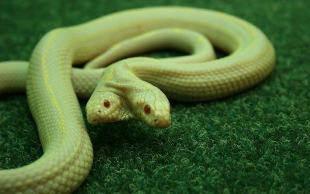 Двоголова змія у ялтинському зоопарку / © УНІАН