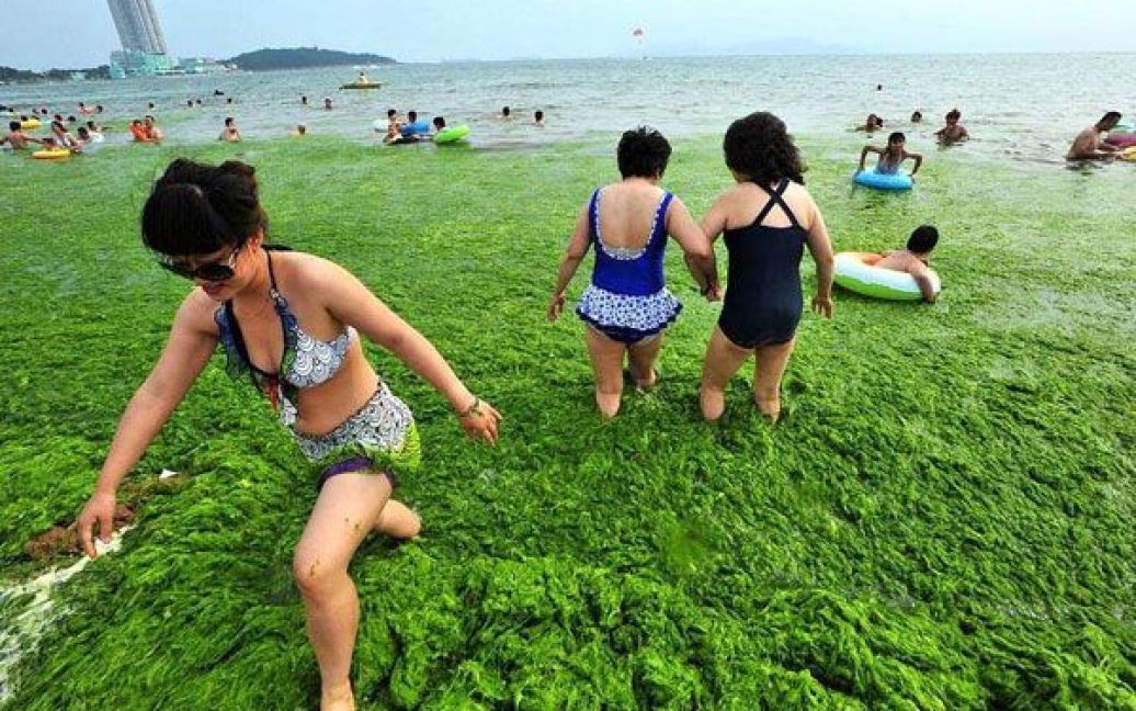 Пляжі китайської провінції на березі Жовтого моря потерпають від нашестя зелених водоростей. / © bigpicture.ru