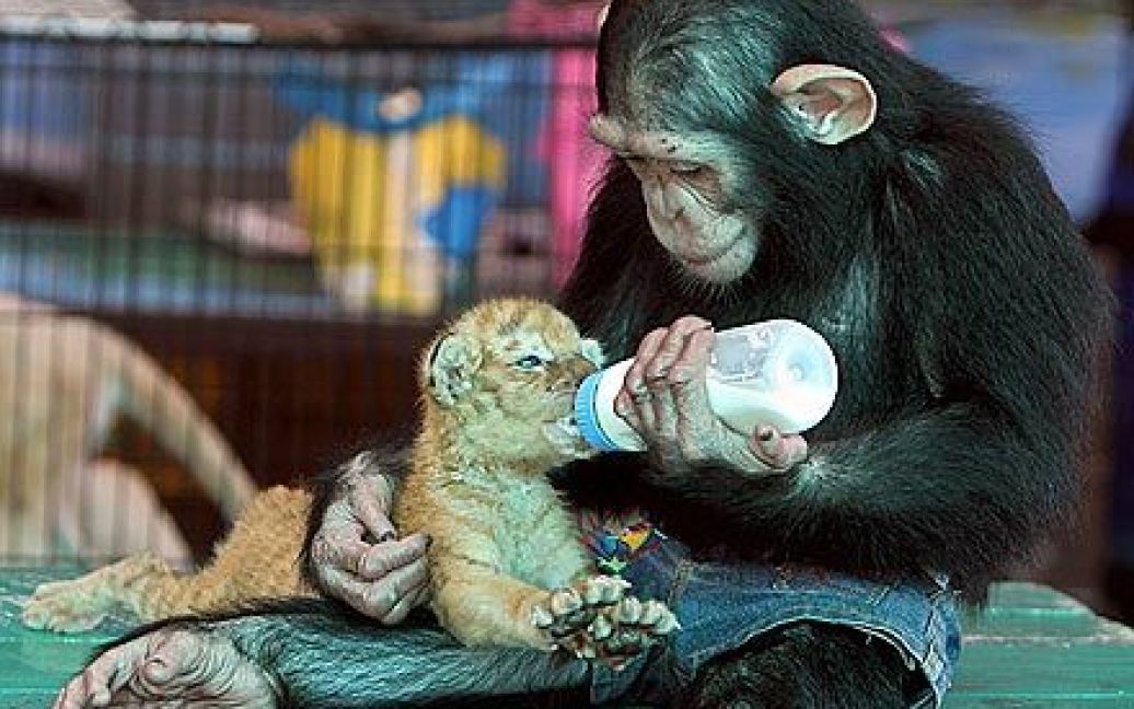 Шимпанзе вигодовує тигренят / © ibtimes.com