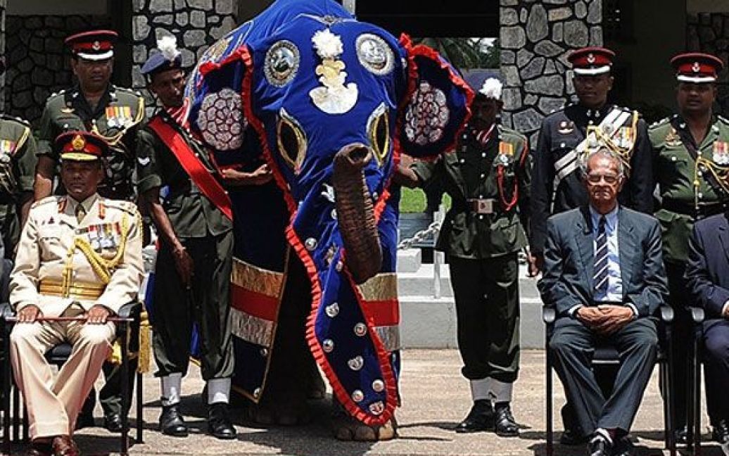 Шрі-Ланка, Коломбо. Слоненя на прізвисько Кандула позує для фотографії під час церемонії в розквартирування армії Panagoda. Армія Шрі-Ланки відзначає 50-річчя після прийняття слоненяти офіційним талісманом. / © AFP