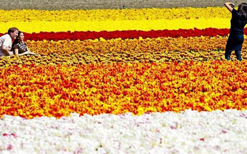 Нідерланди, Ліссе. Туристи фотографуються на барвистих полях тюльпанів у місті Ліссе. Щороку квітучі тюльпани збирають в Ліссе тисячі туристів з усього світу. / © AFP