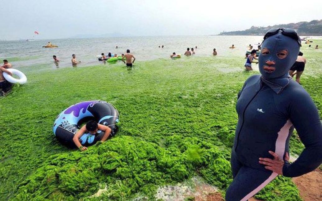 Пляжі китайської провінції на березі Жовтого моря потерпають від нашестя зелених водоростей. / © bigpicture.ru