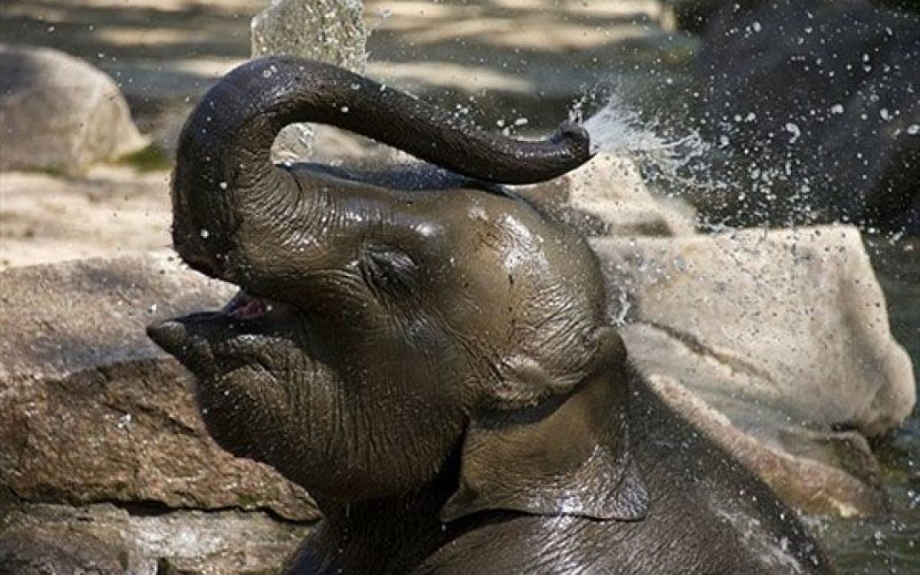 Німеччина, Берлин. Азіатська слониха Ко Рая освіжається в ставку у своему вольєрі в зоопарку Zoologischer Garten Berlin. / © AFP