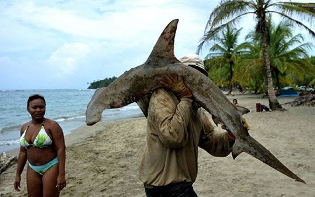 Коста-Ріка, пляж Мансанільо. Рибалка несе акулу-молот на пляжі Мансанільо. Акула-молот є одним з видів, які охороняються, але багато рибалок полюють на них через вартість їхніх плавників. / © AFP